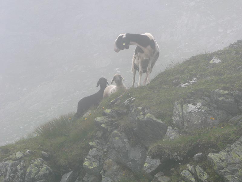 wildenkogel